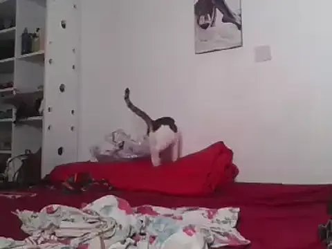 Whimsicalwillow on StripChat